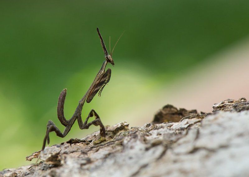 природа, вьетнам, лес, тропики, азия, дикая природа, viet, vietam, asia, tropics, wildlife, nature, макро, богомол, насекомые, insect, macro Природная фантазияphoto preview