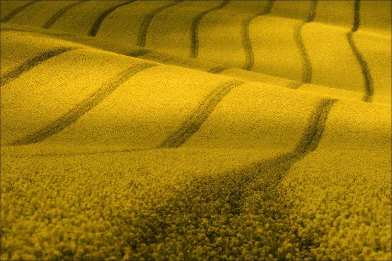 Morava, South Moravia, Весна, Волны, Геометрия, Линии, Рапс, Рапсодия, Фототур, Чехия, Южная Моравия / Три этюда с рапсом /photo preview