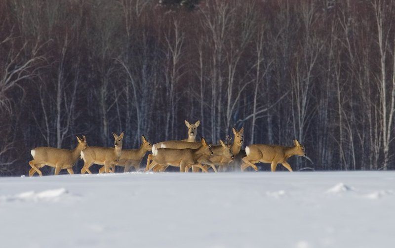 переходphoto preview