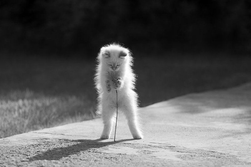 кошки Про белую кошку-2photo preview