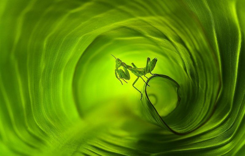 Зелёный туннель.photo preview