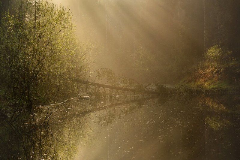 весна, павловский парк, природа, рассвет, павловск, питер, санкт-петербург, landscape, nature Рассветные мгновения...photo preview