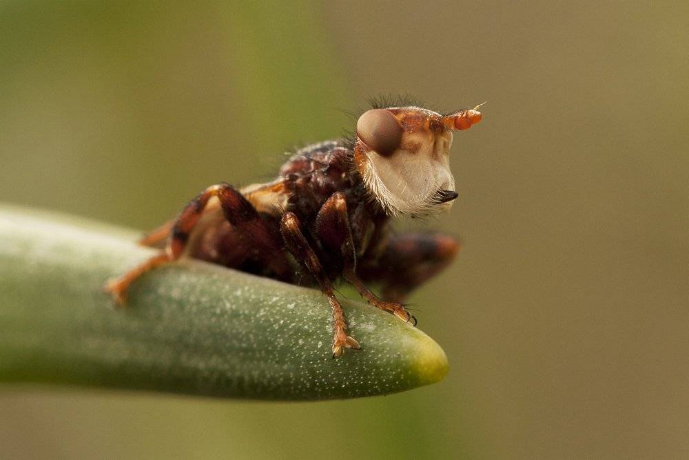 Большеголовка. Автор: Роман Рысь , Роман Рысь