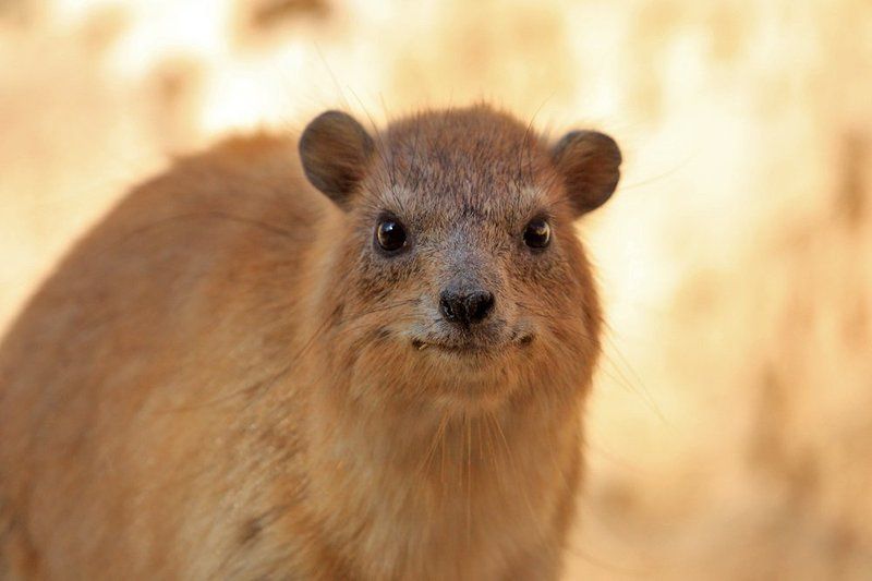 70200, 7D, Animals, Daman, Даман, Животные Горный заяц (Даман)photo preview