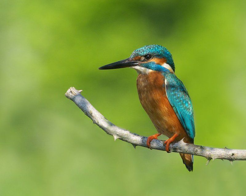 Зимородок на тернphoto preview