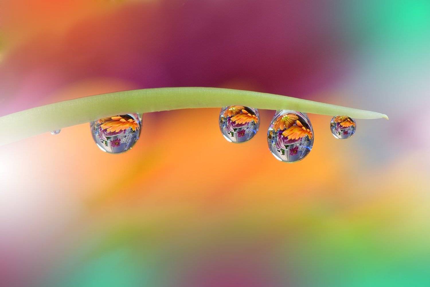 .o*o*O*`. .o*o*O*`. Автор: Juliana Nan , Juliana Nan