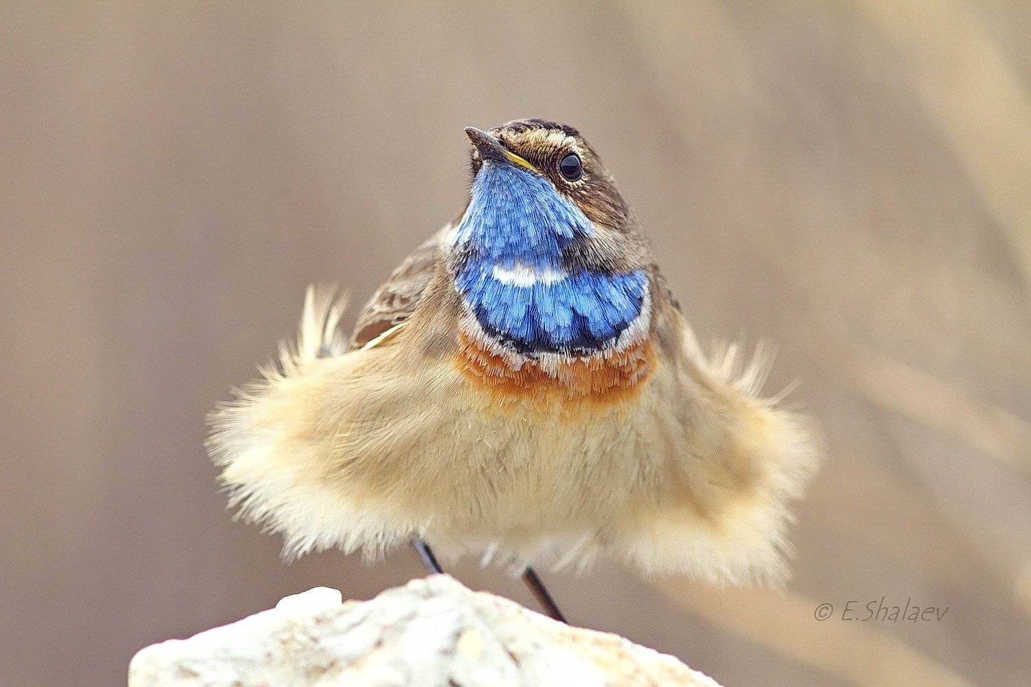 Birds, Bluethroat, Luscinia svecica, Варакушка, Птица, Птицы, Фотоохота, Евгений