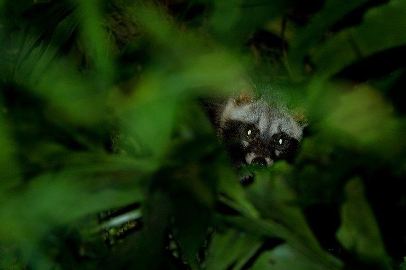 природа, вьетнам, лес, млекопитающие, тропики, азия, дикая природа, viet, vietam, asia, tropics, wildlife, nature, мусанг Глаза ночного лесаphoto preview