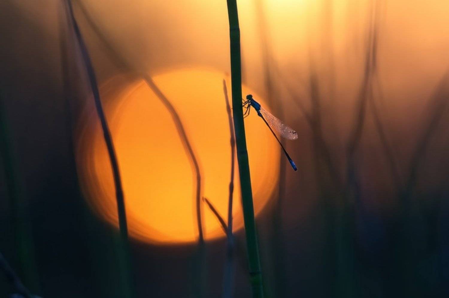 Вечерняя симфония.. Автор: Вячеслав Мищенко , Вячеслав Мищенко