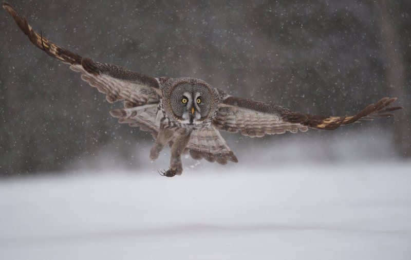 левшаphoto preview