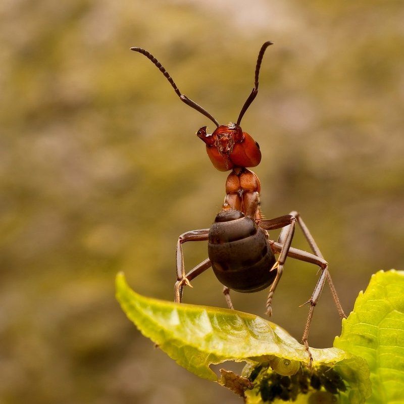 Acid dropphoto preview