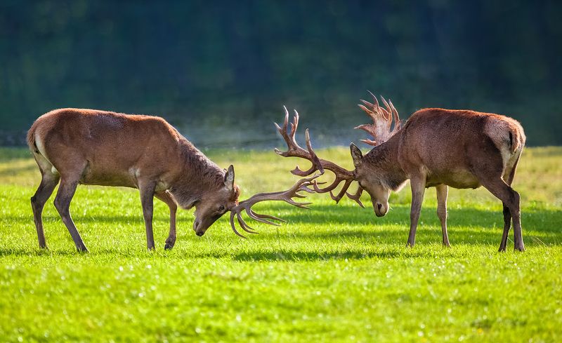 Благородный оленьphoto preview