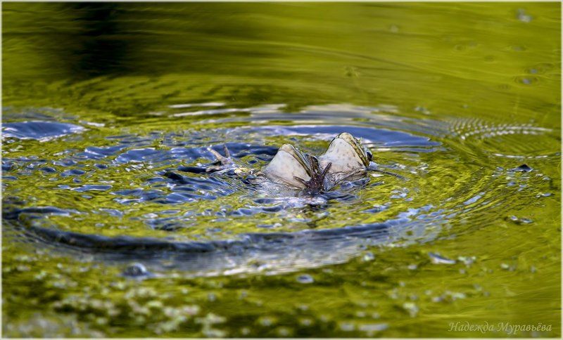 Лягушки Синхронное плаваньеphoto preview