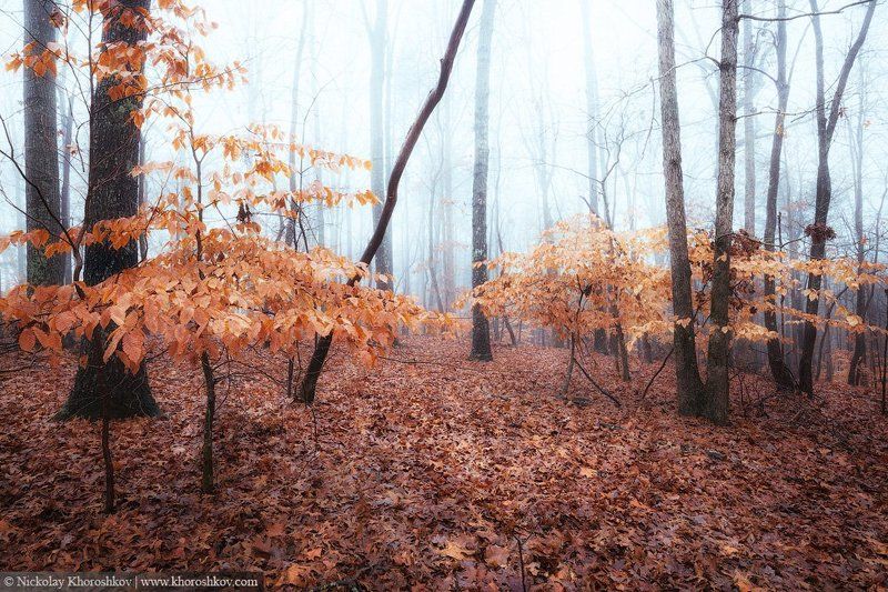 Лес, Осень, Природа Осеннее настроениеphoto preview