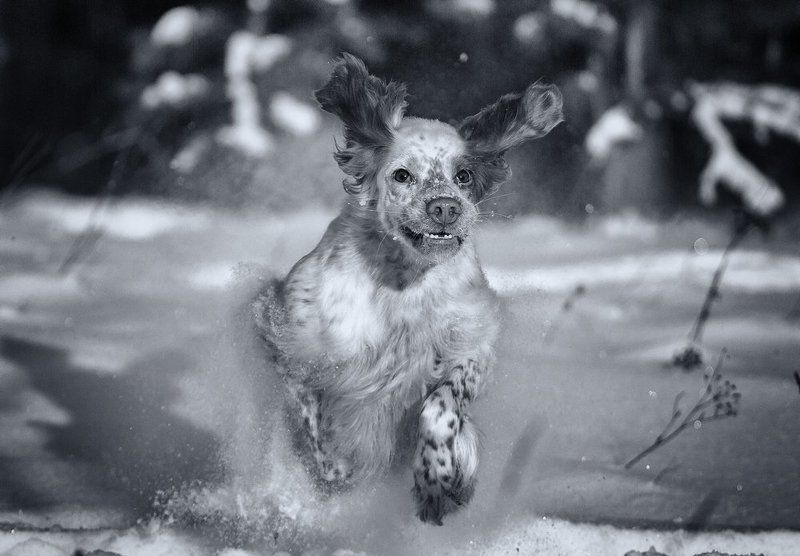 Аглийский сеттер, Ветер, Движение, Зима, Пыль, Саров, Снег, Собака в движении, Фотограф Из снежного пленаphoto preview