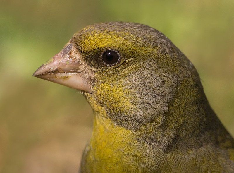 Зеленушкиphoto preview