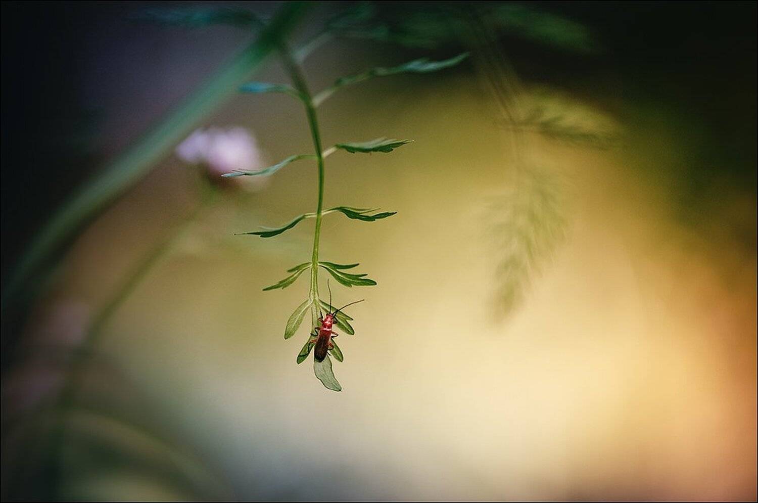harmony. Автор: Александр Чорный макро, макро красота, макро мир, макро фото, Украина, Коростышев, природа, сказка, насеко́мые , Александр Чорный