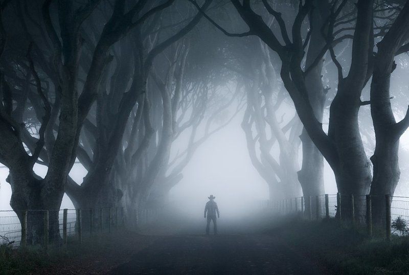The Dark Hedges, trees, fog, Ireland, Antrim, self-portrait, northern ireland, morning,  The Dark Hedges photo preview