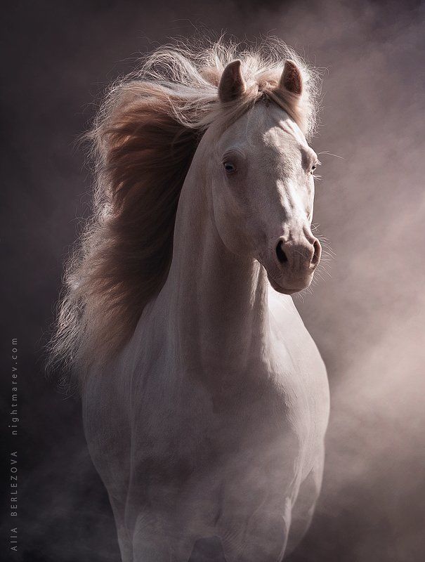 Welsh ponyphoto preview