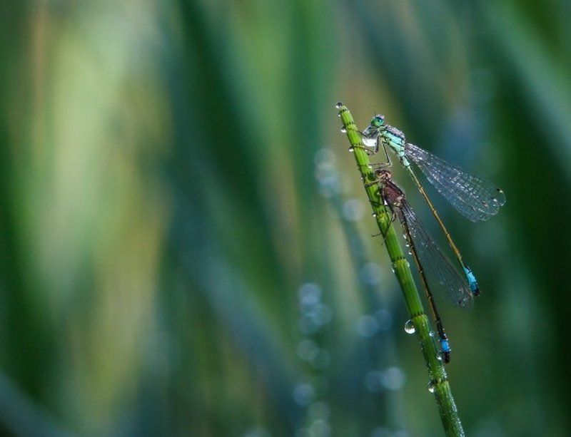 роса, сосонка, стрекоза, трава, утро Утренние процедурыphoto preview