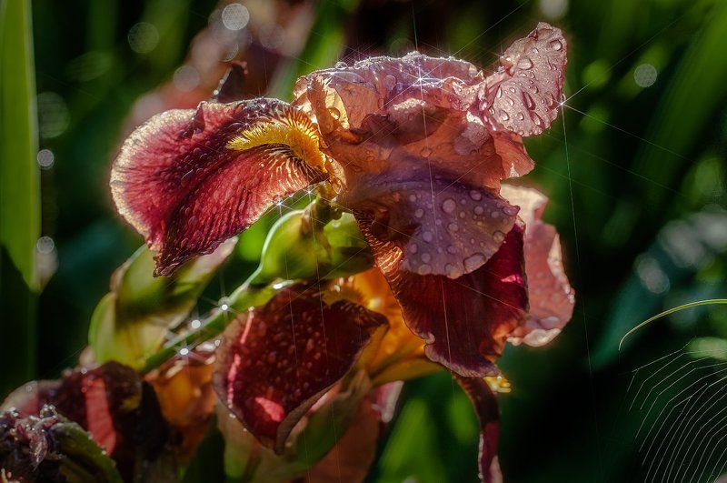 Обласканный солнцемphoto preview