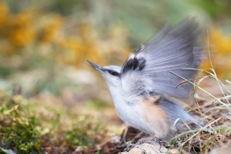 дикая природа, поползень, природа, птица, птицы, фотоохота На взлет!photo preview