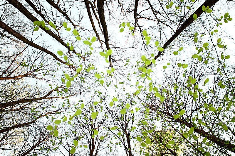 весенний лес, весна, высокий ключ, деревья, дикая природа, лес, пейзаж, природа Весенний лесphoto preview