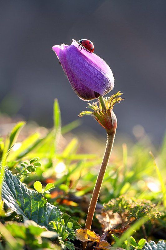 spring 2015photo preview