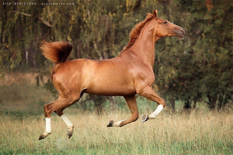 horse gallop field sun forest trakehner Potamiaphoto preview