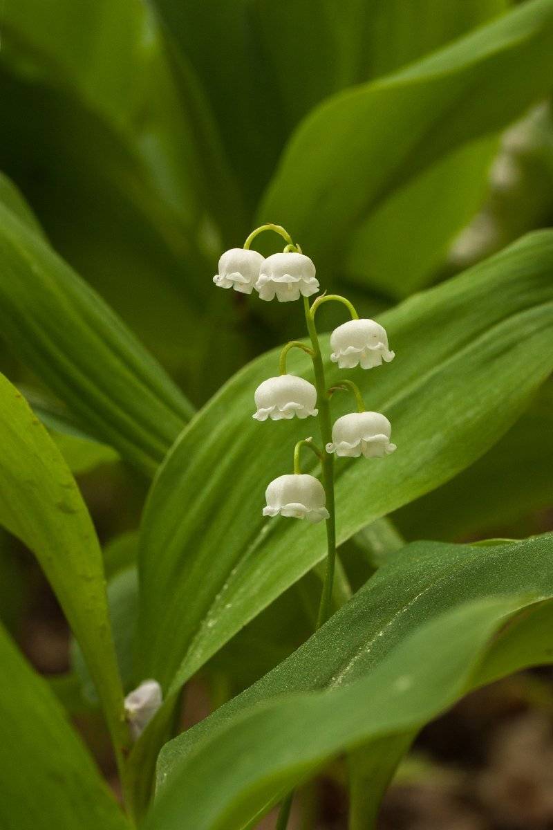 ландыш. Автор: Роман Рысь , Роман Рысь