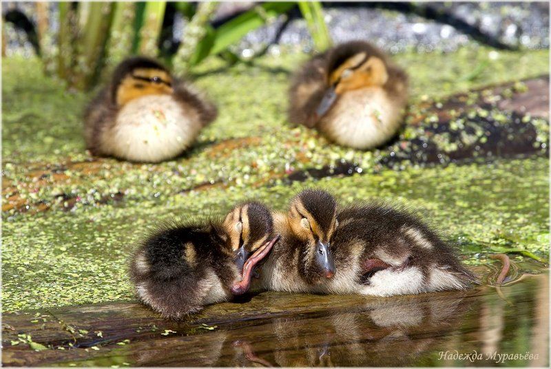 Anas platyrhynchos, Кряква, Птенцы, Сон Всем - спать!photo preview