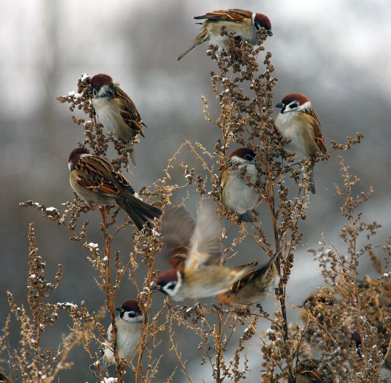 Воробушки.photo preview