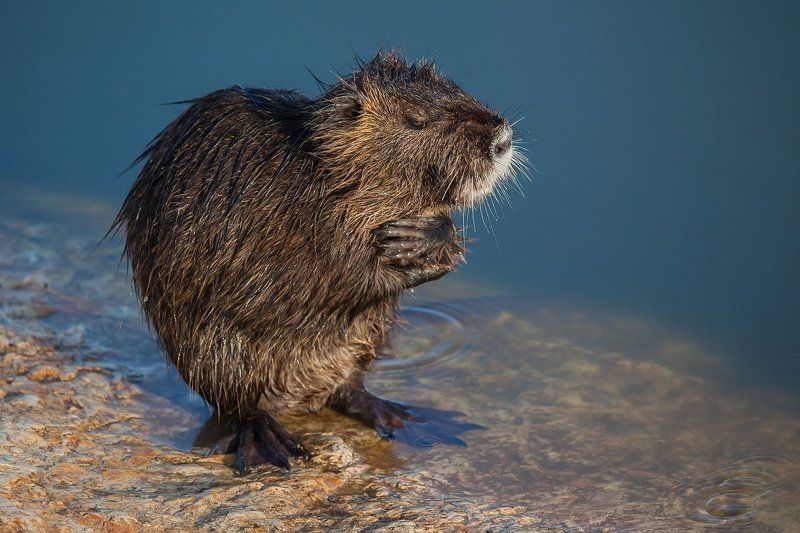 animals, coypu, животные, нутрия, природа Зззамёёёрззз...photo preview