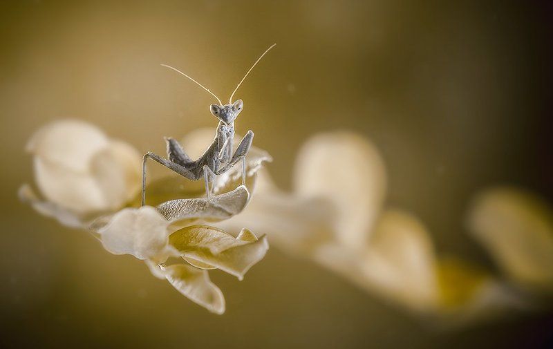 - Я переживу эту зиму! …photo preview