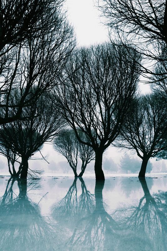 пейзаж, отражения, деревья, лёд, зима, цвет, город, псков, ***photo preview