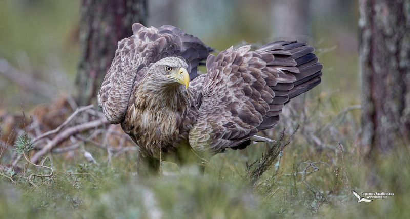 Кто мелкий?photo preview