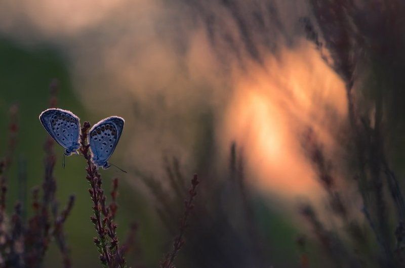 Близняшкиphoto preview