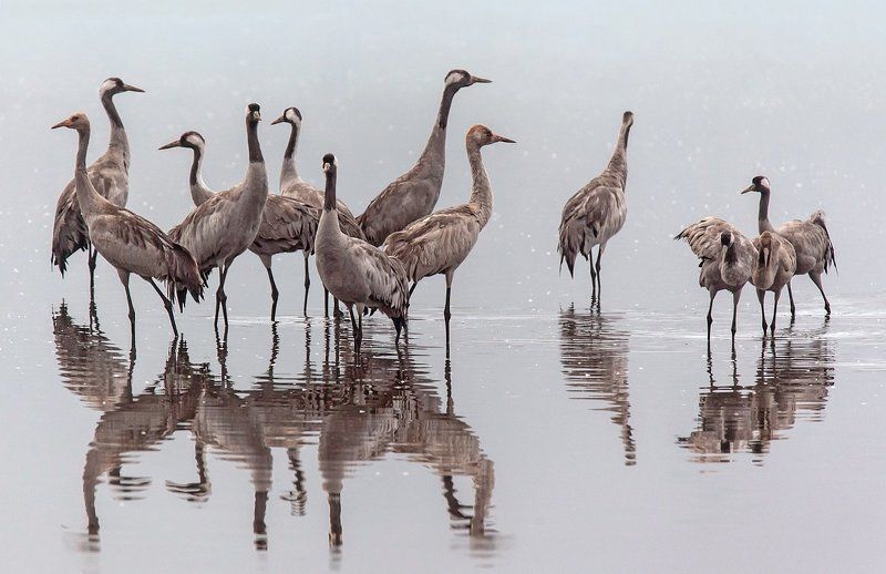 animals, birds, nature, животные, журавли, заповедник, озеро, птицы Журавушки на озере...photo preview