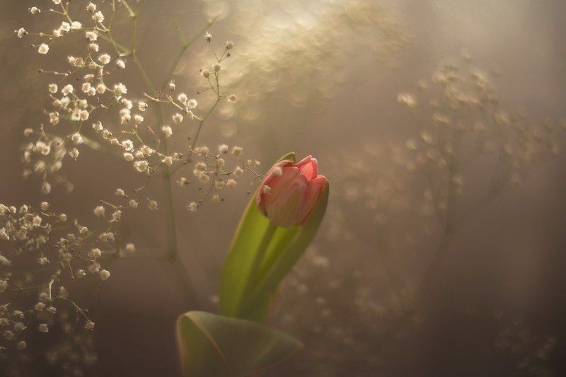 Цветы На подоконникеphoto preview