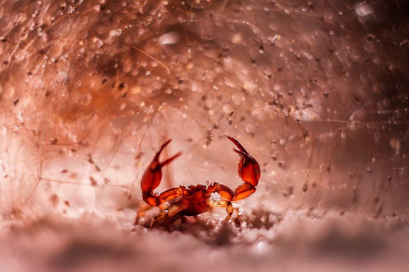 PENTACON 50 mm f/1.8.photo preview