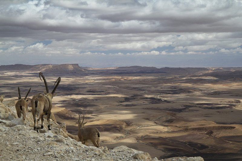 Мицпе Рамонphoto preview