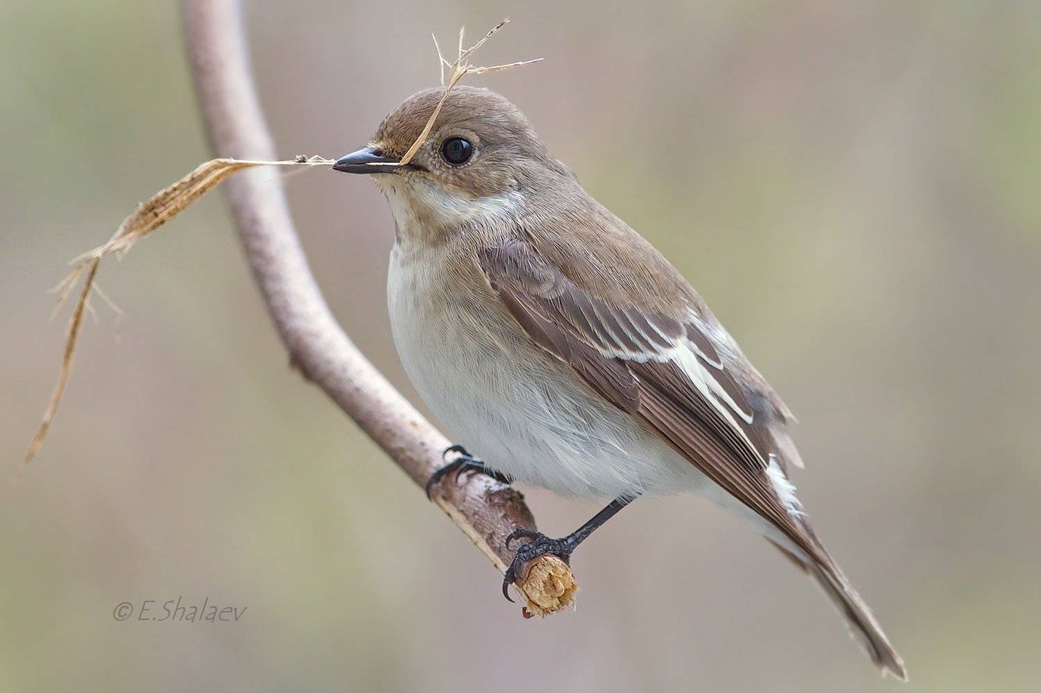 European Pied Flycatcher ,Мухоловка-пеструшка - Ficedula hypoleuca. Автор: Евгений Birds, European Pied Flycatcher, Ficedula hypoleuca, Мухоловка, Мухоловка-пеструшка, Птица, Птицы, Фотоохота, Евгений