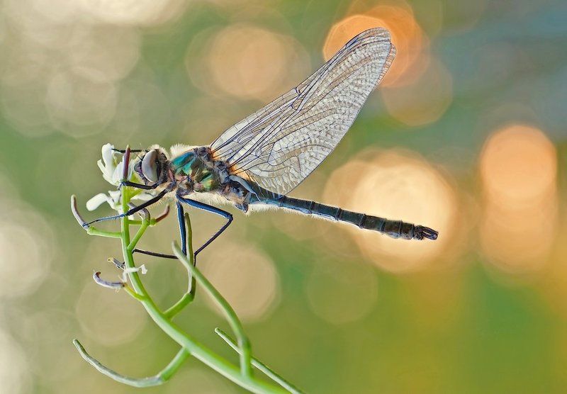 bajkowo...photo preview