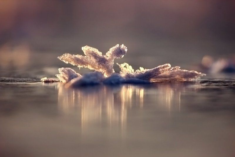 Ледниковый период.photo preview