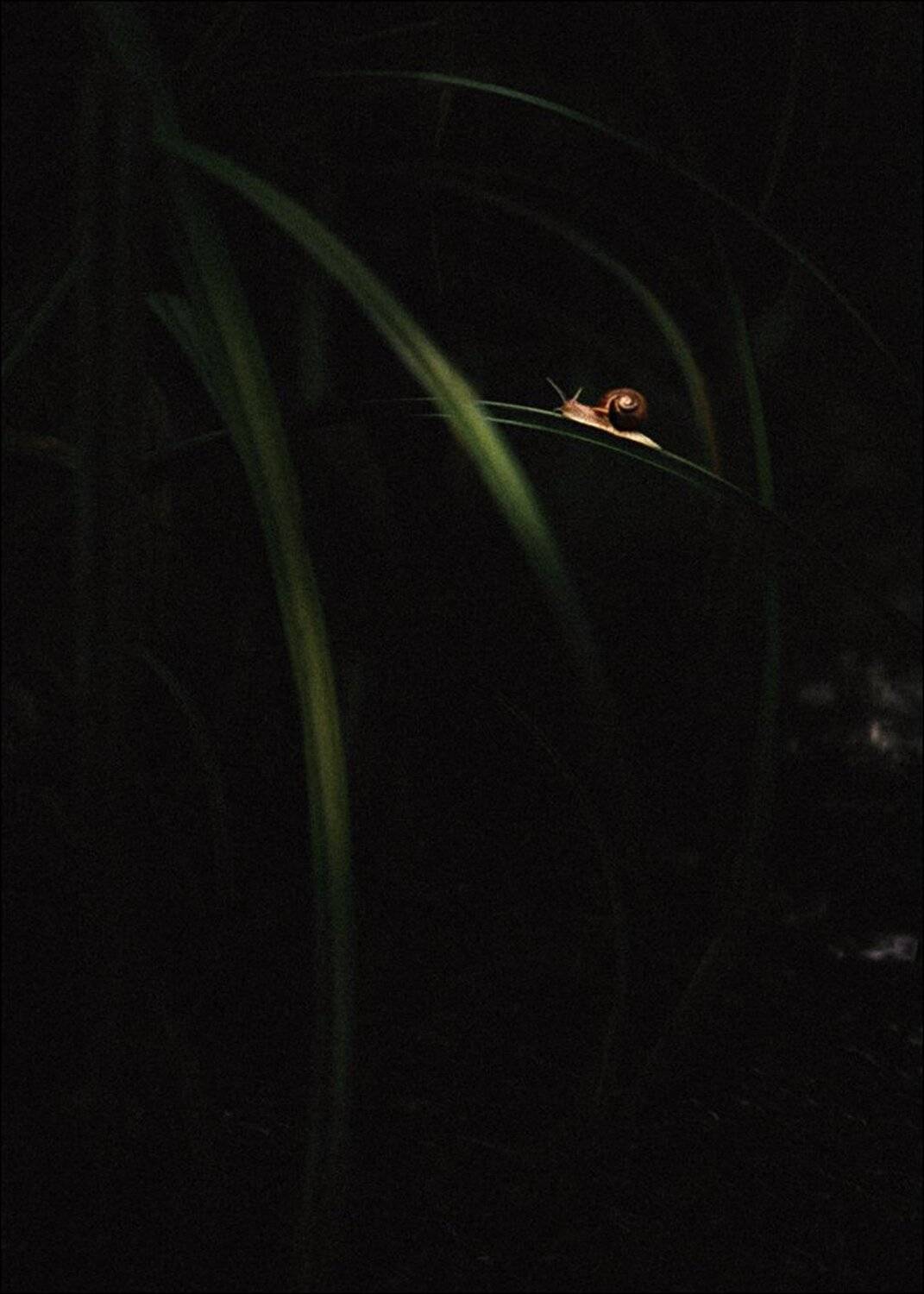 Среди уснувших трав.... Автор: Александр Чорный Макро, Макро красота, Макро мир, Природа, Александр Чорный