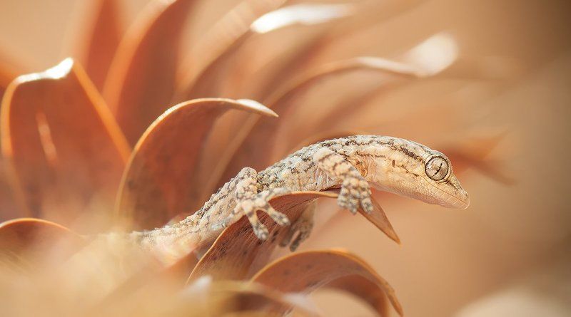 Маленький проказник.photo preview