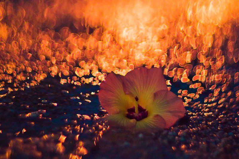 Гелиос, Цветы ***photo preview