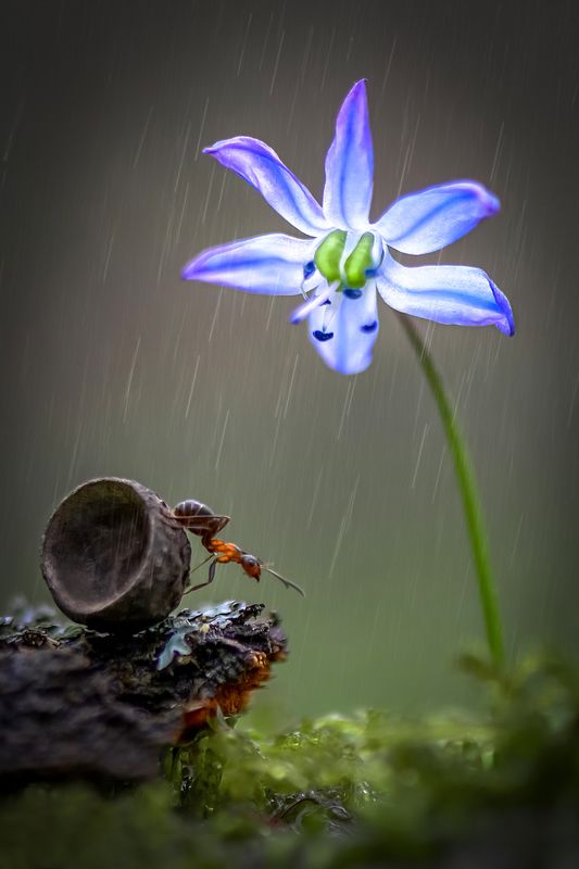 макро, макрофото, муравей, муравьи, насекомые, пролески, лес, цветы \