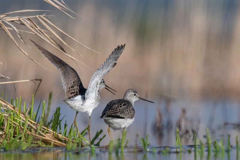 Пламень и лёдphoto preview