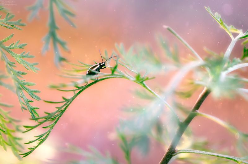 макро, природа, полынь, растения, насекомые, жук, боке, macro, nature, wormwood, plants, insects, beetle, bokeh, Радужные мечтыphoto preview